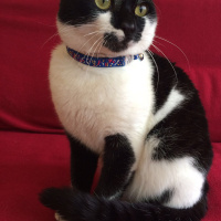 Tuxedo (Smokin) Kedi, Kedi  Maske fotoğrafı