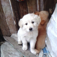 Maltese, Köpek  Pamuk fotoğrafı