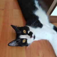 Tuxedo (Smokin) Kedi, Kedi  Petis fotoğrafı