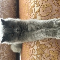 British Longhair, Kedi  Duman fotoğrafı