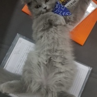 British Longhair, Kedi  Duman fotoğrafı