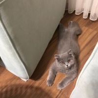 British Longhair, Kedi  Duman fotoğrafı