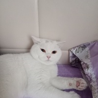 British Shorthair, Kedi  Pamuk fotoğrafı