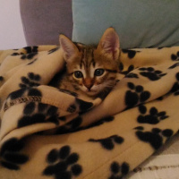 Tekir Kedi, Kedi  mercan fotoğrafı