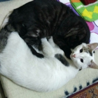 Tekir Kedi, Kedi  Ferdi-Orhan fotoğrafı