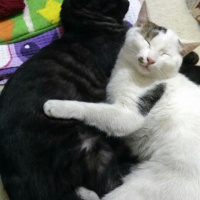 Tekir Kedi, Kedi  Ferdi-Orhan fotoğrafı