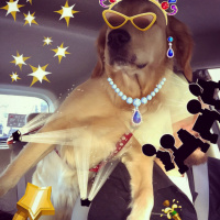 Golden Retriever, Köpek  Lavash fotoğrafı