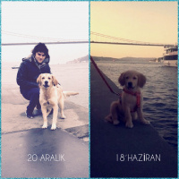 Golden Retriever, Köpek  Lavash fotoğrafı