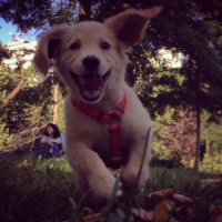 Golden Retriever, Köpek  Lavash fotoğrafı