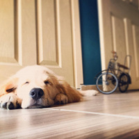 Golden Retriever, Köpek  Lavash fotoğrafı