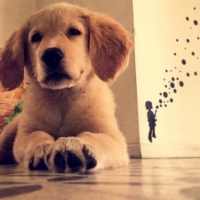 Golden Retriever, Köpek  Lavash fotoğrafı