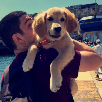 Golden Retriever, Köpek  Lavash fotoğrafı