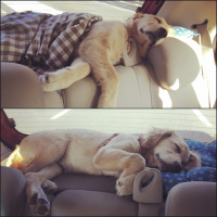 Golden Retriever, Köpek  Lavash fotoğrafı