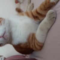 Manx, Kedi  Miskin fotoğrafı