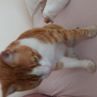 Manx, Kedi  Miskin fotoğrafı