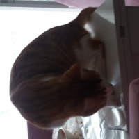Manx, Kedi  Miskin fotoğrafı