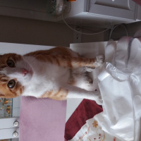 Manx, Kedi  Miskin fotoğrafı