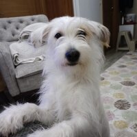 Maltese, Köpek  Merlin fotoğrafı