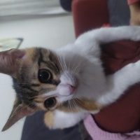 Tekir Kedi, Kedi  Eyşan fotoğrafı