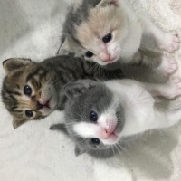 Tekir Kedi, Kedi  Eyşan fotoğrafı