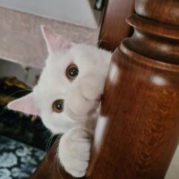 British Shorthair, Kedi  Pery fotoğrafı