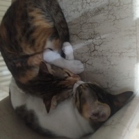 Tekir Kedi, Kedi  Bihter fotoğrafı
