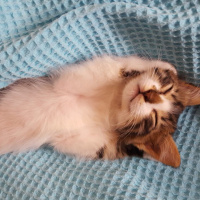 İran Kedisi (Persian), Kedi  KAYMAK fotoğrafı