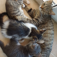 İran Kedisi (Persian), Kedi  KAYMAK fotoğrafı