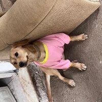 Golden Retriever, Köpek  Ladin fotoğrafı