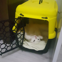 Chinchilla, Kedi  cesur fotoğrafı