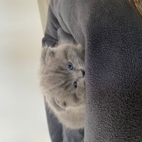 British Shorthair, Kedi  Duman fotoğrafı