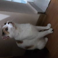 Tekir Kedi, Kedi  Ponçik fotoğrafı