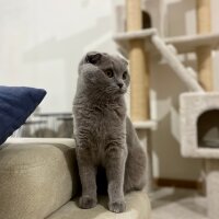 British Shorthair, Kedi  Memati fotoğrafı