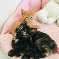Brazilian Shorthair, Kedi  Sevimli oyuncu duman british fotoğrafı