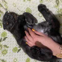 Scottish Fold, Kedi  Bihter fotoğrafı