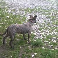 Amerikan Pitbull Terrier, Köpek  medusa fotoğrafı