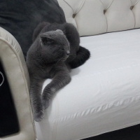 Scottish Fold, Kedi  Yumak fotoğrafı