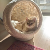 Sarman, Kedi  LATTE fotoğrafı