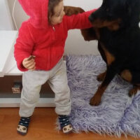 Rottweiler, Köpek  zeyna fotoğrafı