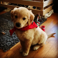 Golden Retriever, Köpek  Pablo fotoğrafı