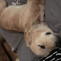 Golden Retriever, Köpek  Pablo fotoğrafı