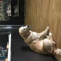 Golden Retriever, Köpek  Pablo fotoğrafı