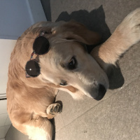 Golden Retriever, Köpek  Pablo fotoğrafı