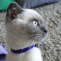 Scottish Fold, Kedi  Sushi fotoğrafı