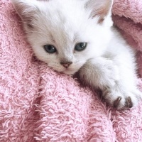 British Shorthair, Kedi  Zeus fotoğrafı