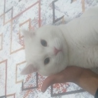 Scottish Fold, Kedi  Boncuk fotoğrafı