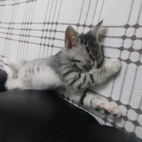 Tekir Kedi, Kedi  Casper fotoğrafı