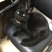 Bombay, Kedi  ZEO fotoğrafı