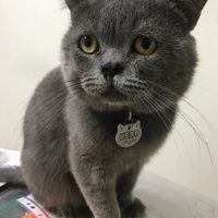 Brazilian Shorthair, Kedi  HERO fotoğrafı