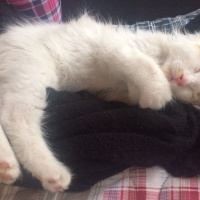 Tekir Kedi, Kedi  Boncuk fotoğrafı